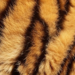 Tyla – Push 2 Start (Remix) Ft. Sean Paul Tyla - Push 2 Start (Remix) Ft. Sean Paul