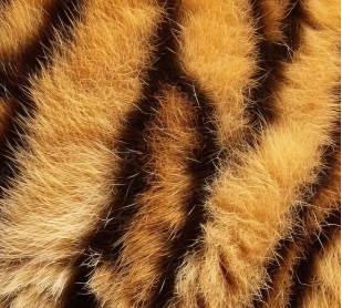 Tyla - Push 2 Start (Remix) Ft. Sean Paul